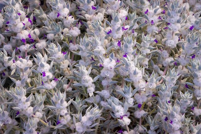 Death Valley: Desert Plants