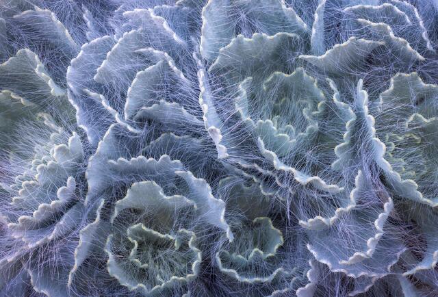 Frills