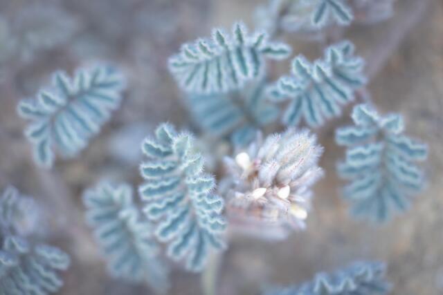 Prairie Clover Blooms