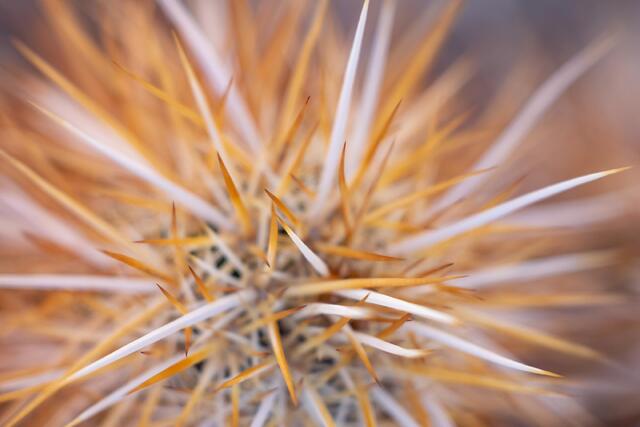 Golden Hedgehog