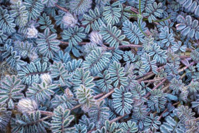 Prairie Clover