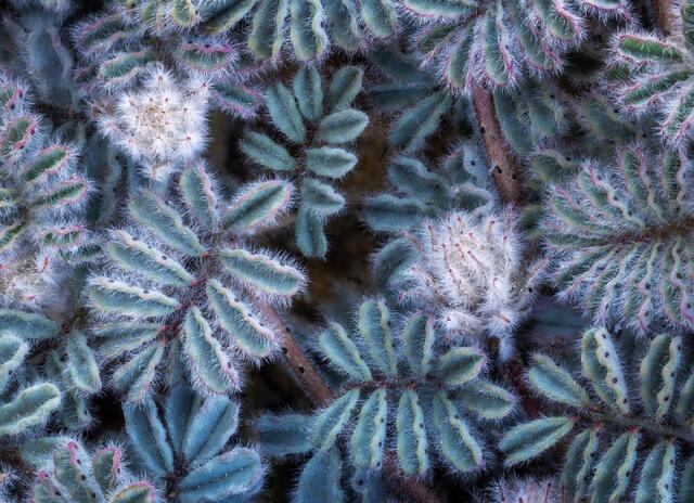 Fuzzy Blooms, Prairie Clover