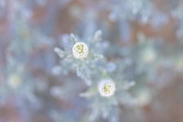 Almost Blooming