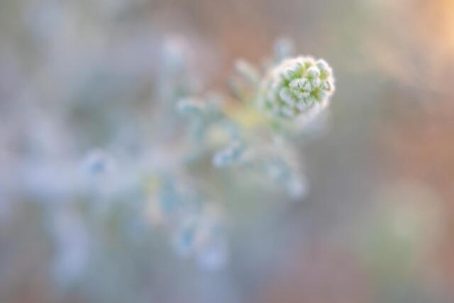 White Bursage Blooms
