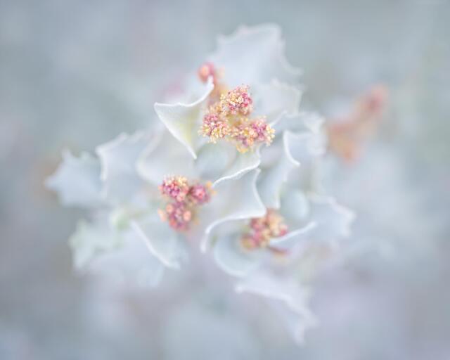 Desert Holly Blooms