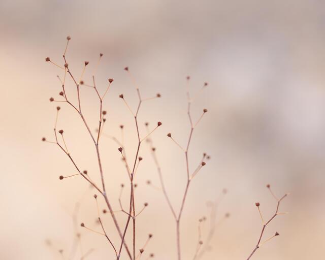 Tiny Seed Heads