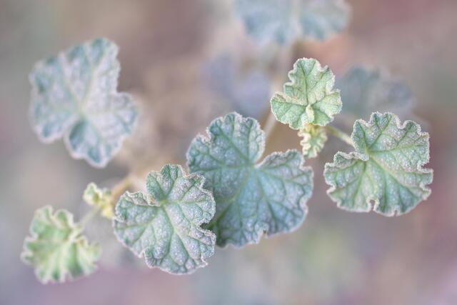 Mallow Leaves