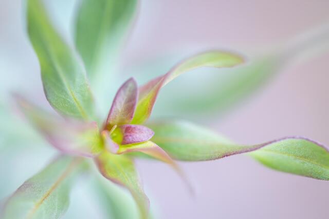 Pretty Leaves