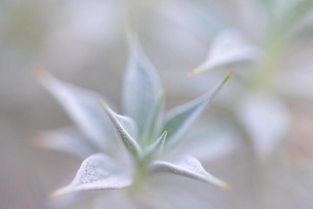 Death Valley Sage Leaves