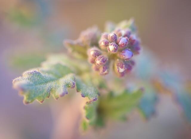 Phacelia 