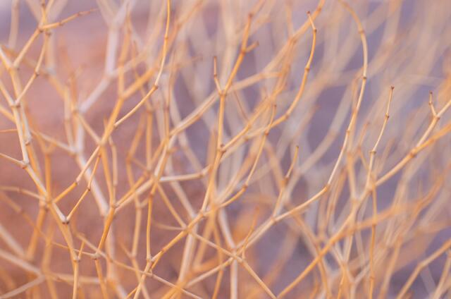 Golden Stems