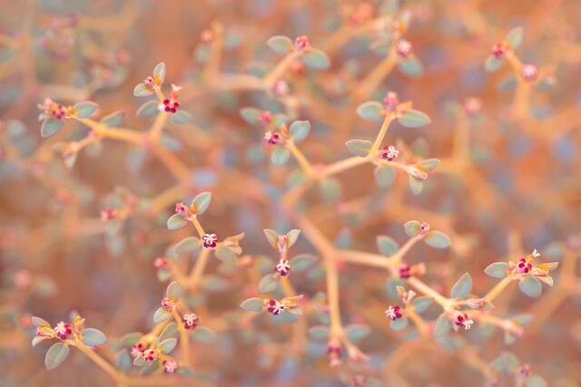 Tiny Flowers