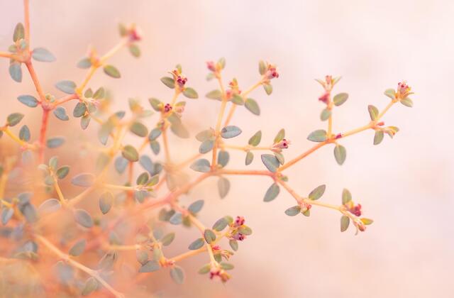 Beautiful Branches