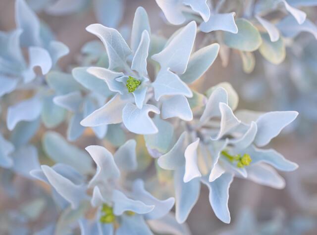 Brittlebush