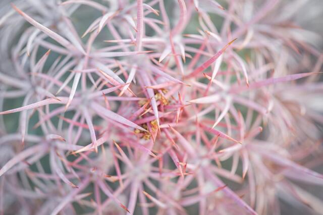 Pink Spines