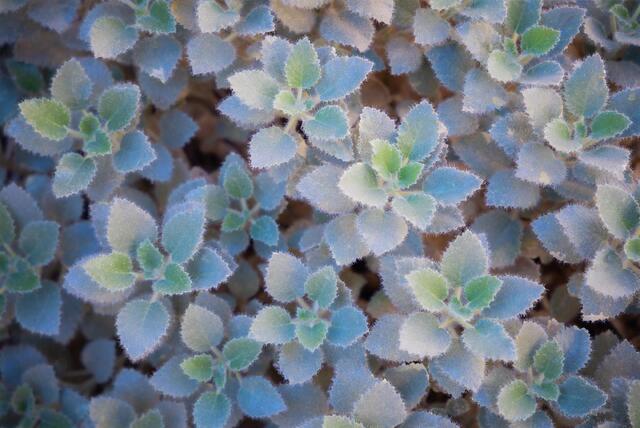 Rock Nettle