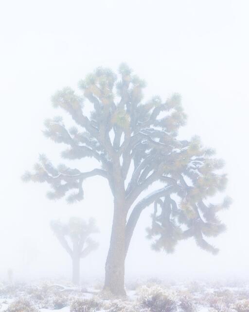 Winter Morning