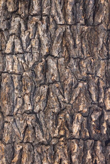 Very Old Tree