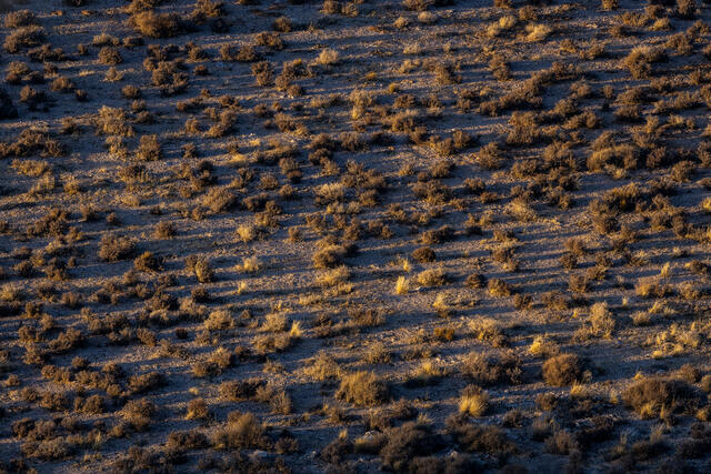 Plateau of Grasses