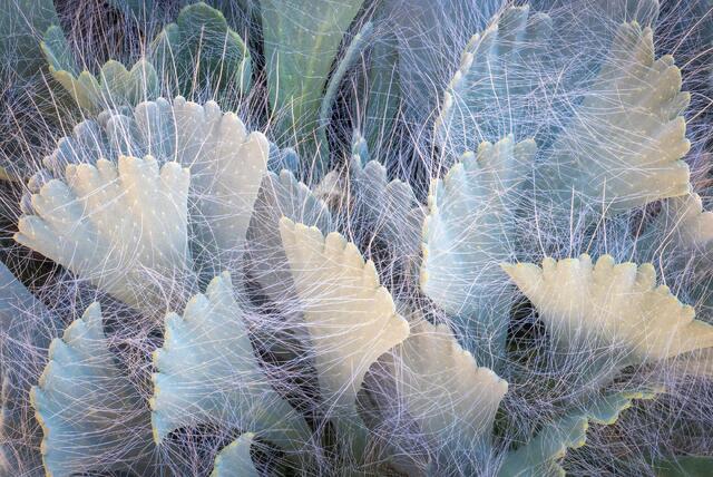 Fuzzy Leaves
