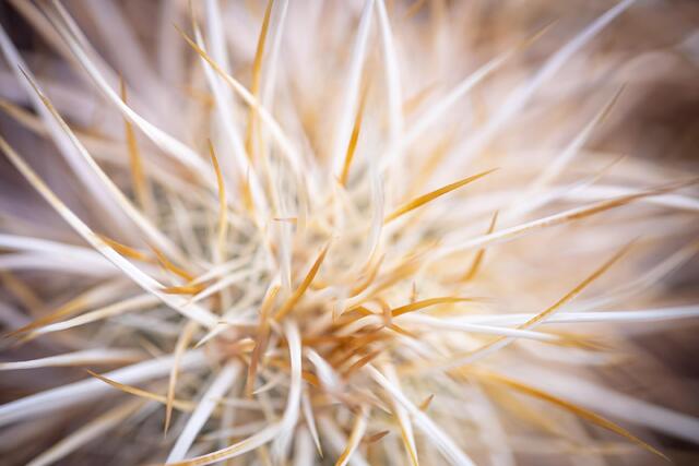 Hedgehog Cactus