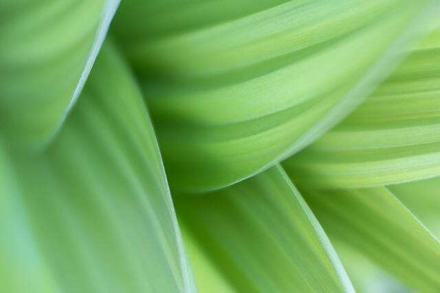 Layers