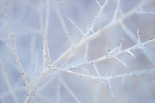 Dormant Stems
