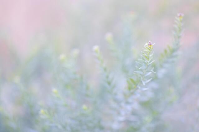 Arrowweed Garden