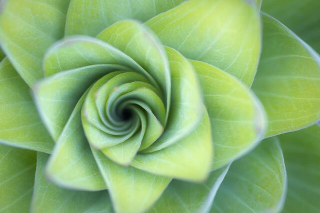New Spiral