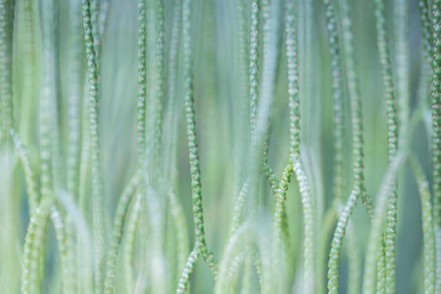 Sea of Green