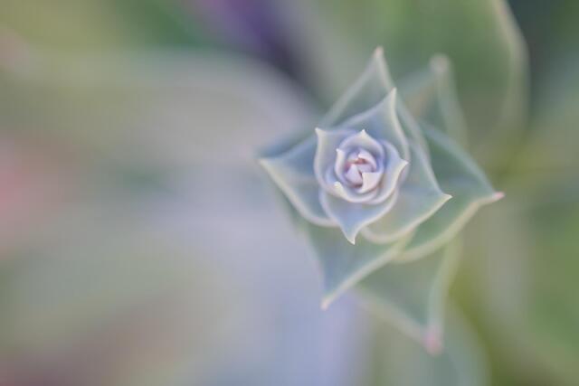 Wild Succulent