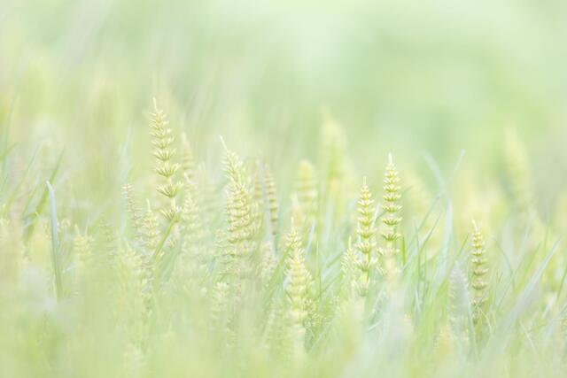 Horsetail and Grasses