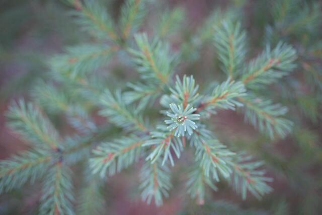 Little Spruce