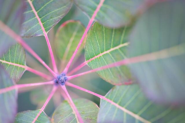 Greens and Pinks
