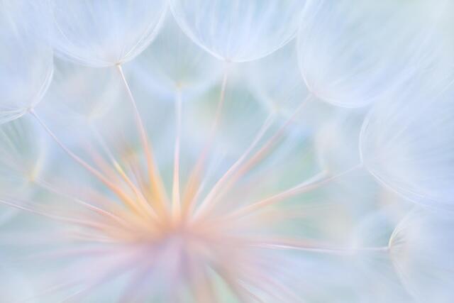 After the Bloom