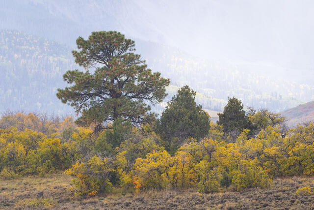 Ponderosa, Juniper, and Oaks