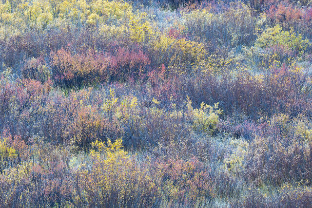 Stages of Autumn 