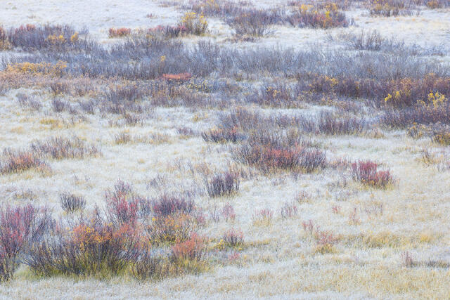 Birches and Frost-Covered Grasses