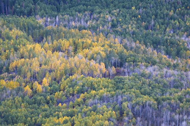 Fading Forest