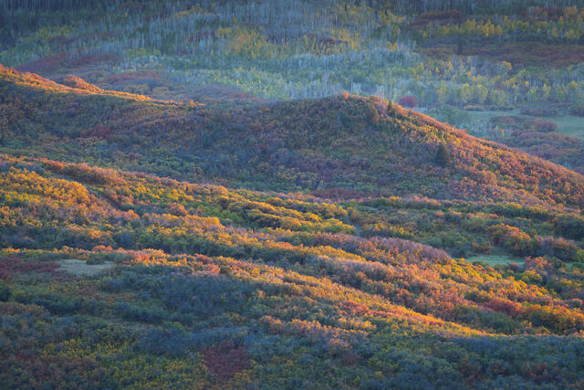 Last Light on Gambel Oaks