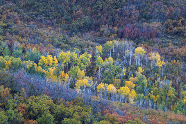 Aspens, Oaks, and Cottonwoods