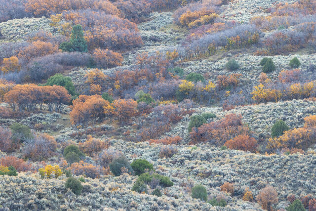 Autumn Intersections