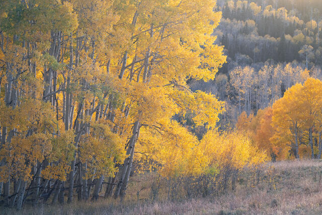 Meadow's Edge