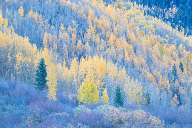 Forest in Transition