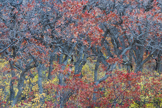 Red Gambel Oaks in Autumn
