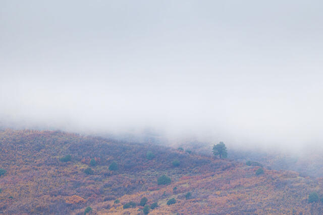 Lone Ponderosa on a Foggy Morning