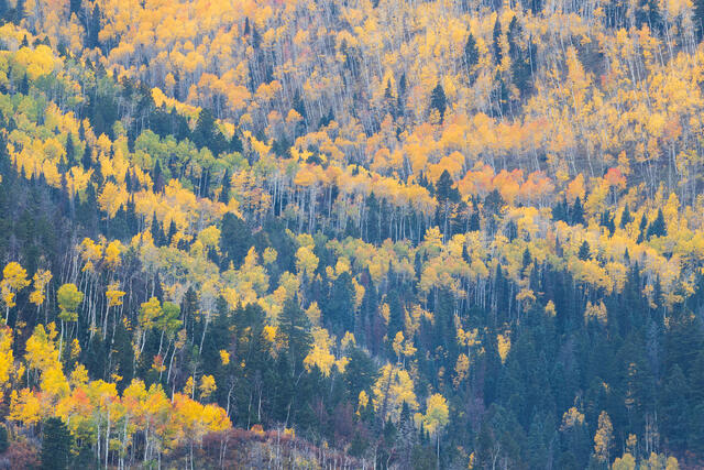 Aspens and Evergreens
