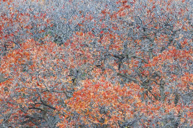 Fiery Autumn Orange