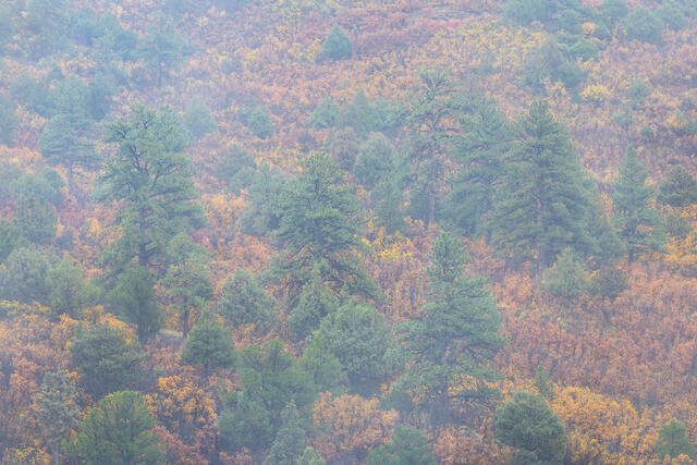 Soft Fog, Ponderosa Pines, and Gambel Oaks