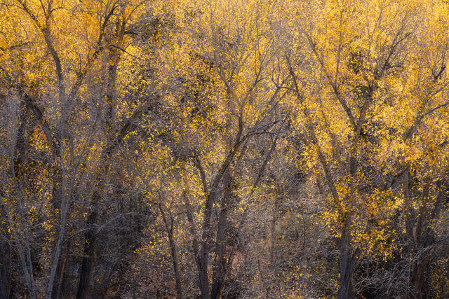 Backlit Cottonwoods, Ridgway, Colorado